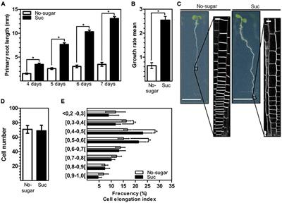 Sucrose targets clathrin-mediated endocytosis kinetics supporting cell elongation in Arabidopsis thaliana